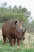 white_rhinoceros (6)